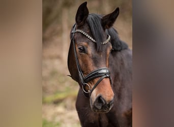 Westphalian, Mare, 4 years, 16 hh