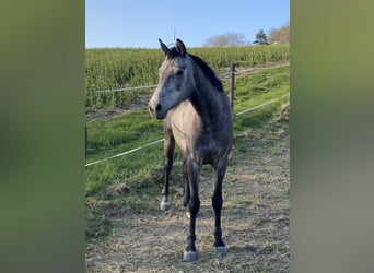 Westphalian, Mare, 4 years, 16 hh, Gray