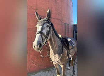 Westphalian, Mare, 4 years, 16 hh, Grey-Dapple