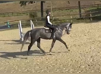 Westphalian, Mare, 4 years, 16 hh, Grey-Dapple
