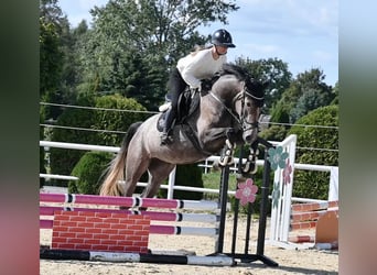 Westphalian, Mare, 4 years, 16 hh, Grey