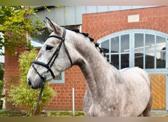 Westphalian, Mare, 4 years, 16 hh, Grey