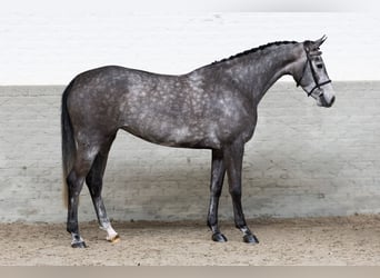 Westphalian, Mare, 4 years, 16 hh