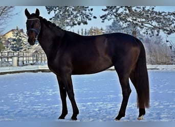 Westphalian, Mare, 4 years, 16 hh, Smoky-Black