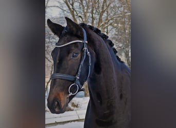 Westphalian, Mare, 4 years, 16 hh, Smoky-Black