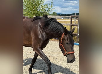 Westphalian, Mare, 4 years, 16 hh, Smoky-Black