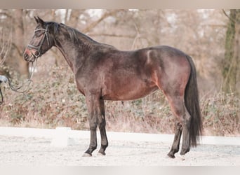Westphalian, Mare, 4 years, 16,1 hh, Bay-Dark