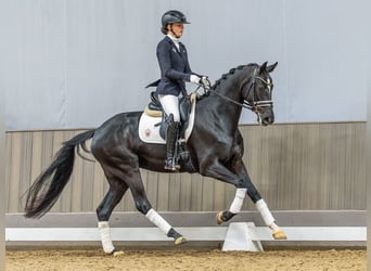 Westphalian, Mare, 4 years, 16,1 hh, Bay-Dark