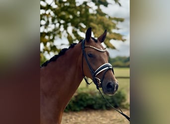 Westphalian, Mare, 4 years, 16,1 hh, Brown