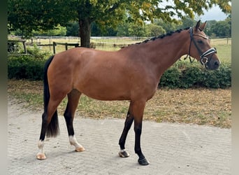 Westphalian, Mare, 4 years, 16,1 hh, Brown