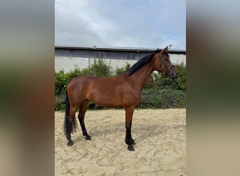Westphalian, Mare, 4 years, 16,1 hh, Brown