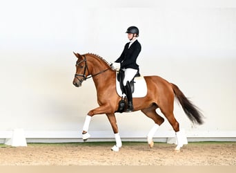 Westphalian, Mare, 4 years, 16,1 hh, Brown