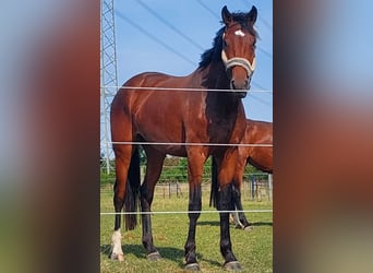 Westphalian, Mare, 4 years, 16,1 hh, Brown