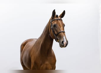 Westphalian, Mare, 4 years, 16,1 hh, Brown