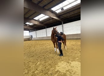 Westphalian, Mare, 4 years, 16,1 hh, Chestnut-Red