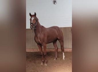 Westphalian, Mare, 4 years, 16,1 hh, Chestnut-Red