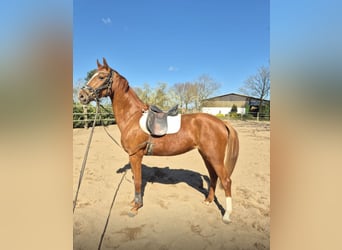 Westphalian, Mare, 4 years, 16,1 hh, Chestnut-Red