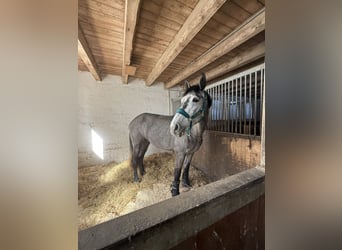 Westphalian, Mare, 4 years, 16,1 hh, Gray-Dapple