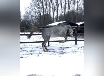 Westphalian, Mare, 4 years, 16,1 hh, Grey