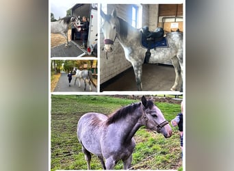 Westphalian, Mare, 4 years, 16,1 hh, Grey