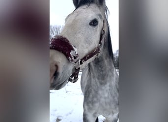 Westphalian, Mare, 4 years, 16,1 hh, Grey