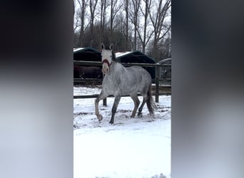 Westphalian, Mare, 4 years, 16,1 hh, Grey