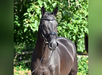 Westphalian, Mare, 4 years, 16,1 hh, Smoky-Black