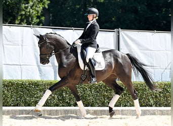 Westphalian, Mare, 4 years, 16,1 hh, Smoky-Black