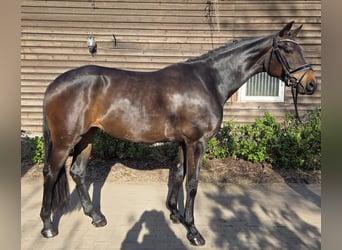 Westphalian, Mare, 4 years, 16,2 hh, Bay-Dark