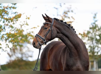 Westphalian, Mare, 4 years, 16,2 hh, Bay-Dark