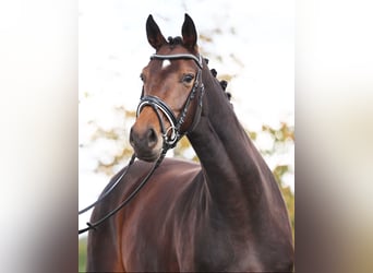 Westphalian, Mare, 4 years, 16,2 hh, Bay-Dark