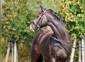 Westphalian, Mare, 4 years, 16,2 hh, Bay-Dark