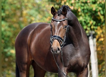 Westphalian, Mare, 4 years, 16,2 hh, Bay-Dark