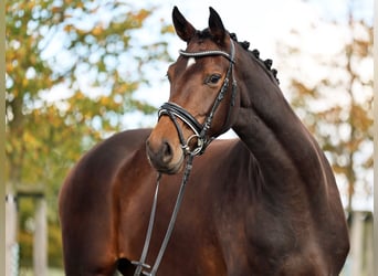 Westphalian, Mare, 4 years, 16,2 hh, Bay-Dark