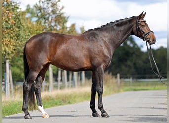 Westphalian, Mare, 4 years, 16,2 hh, Bay-Dark