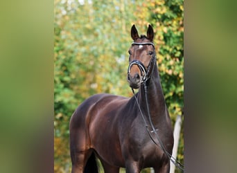 Westphalian, Mare, 4 years, 16,2 hh, Bay-Dark