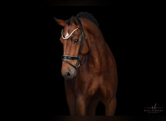 Westphalian, Mare, 4 years, 16,2 hh, Brown