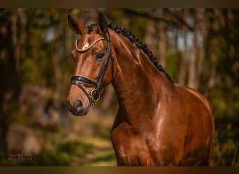 Westphalian, Mare, 4 years, 16,2 hh, Brown