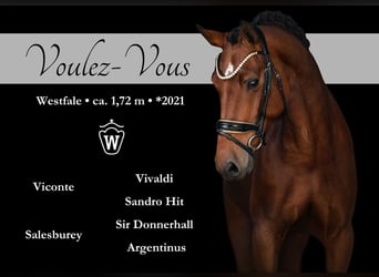 Westphalian, Mare, 4 years, 16,2 hh, Brown