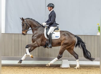 Westphalian, Mare, 4 years, 16,2 hh, Brown