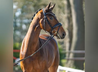 Westphalian, Mare, 4 years, 16,2 hh, Brown