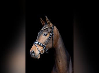 Westphalian, Mare, 4 years, 16,2 hh, Brown