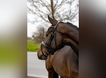 Westphalian, Mare, 4 years, 16,2 hh, Brown