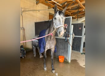 Westphalian, Mare, 4 years, 16,2 hh, Grey