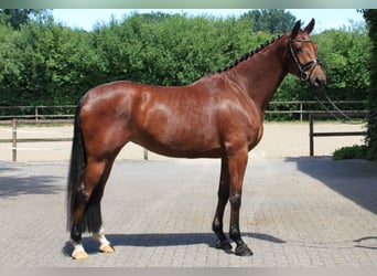 Westphalian, Mare, 4 years, 16,3 hh, Brown