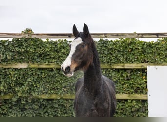 Westphalian, Mare, 4 years, 17.1 hh, Bay-Dark