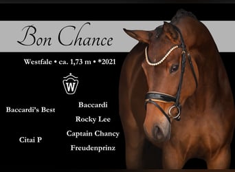 Westphalian, Mare, 4 years, 17 hh, Brown