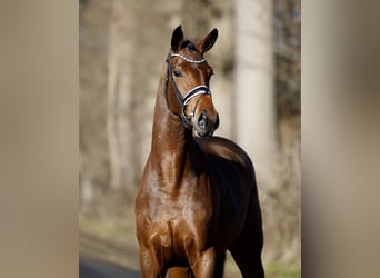 Westphalian, Mare, 4 years, 17 hh, Brown