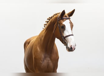 Westphalian, Mare, 4 years, 17 hh, Chestnut