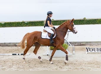 Westphalian, Mare, 4 years, 17 hh, Chestnut